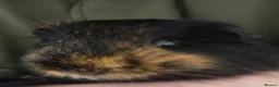 Guinea Pig rodents for sale: My names button. Nice to meet you in Hartlepool - Advert 2