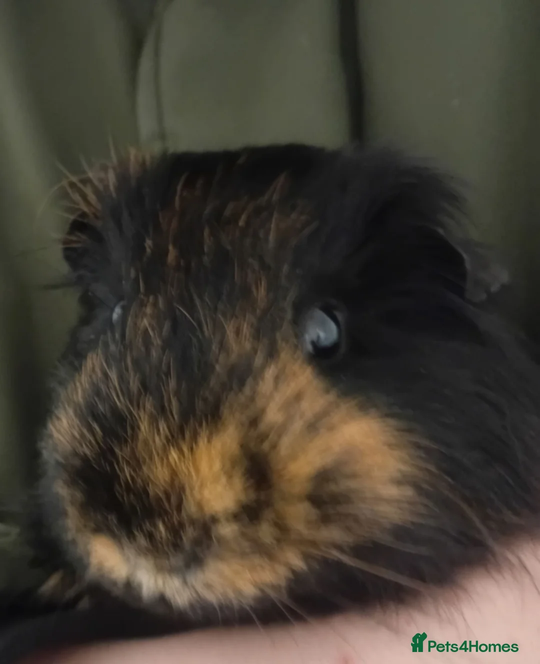 Guinea Pig rodents for sale: My names button. Nice to meet you in Hartlepool - Advert 2