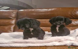 Sprocker dogs for sale: Stunning F1 Sprocker spaniel puppies - Image 4