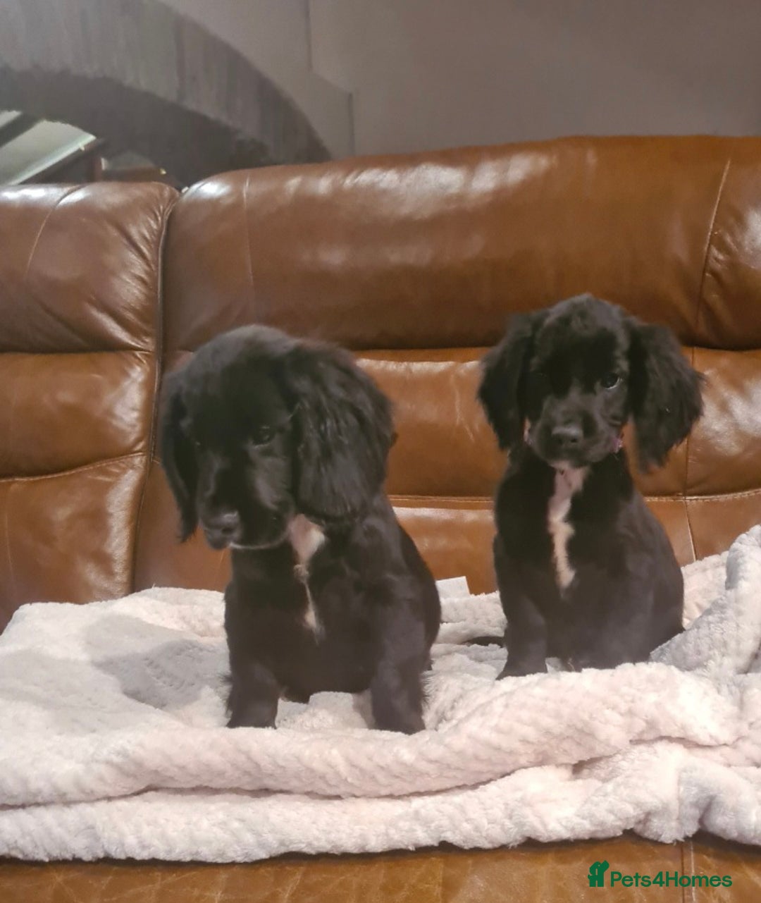 Sprocker dogs for sale: Stunning F1 Sprocker spaniel puppies - Image 4