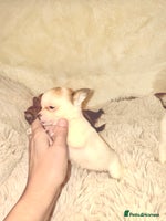 Chihuahua dogs - Advert 6