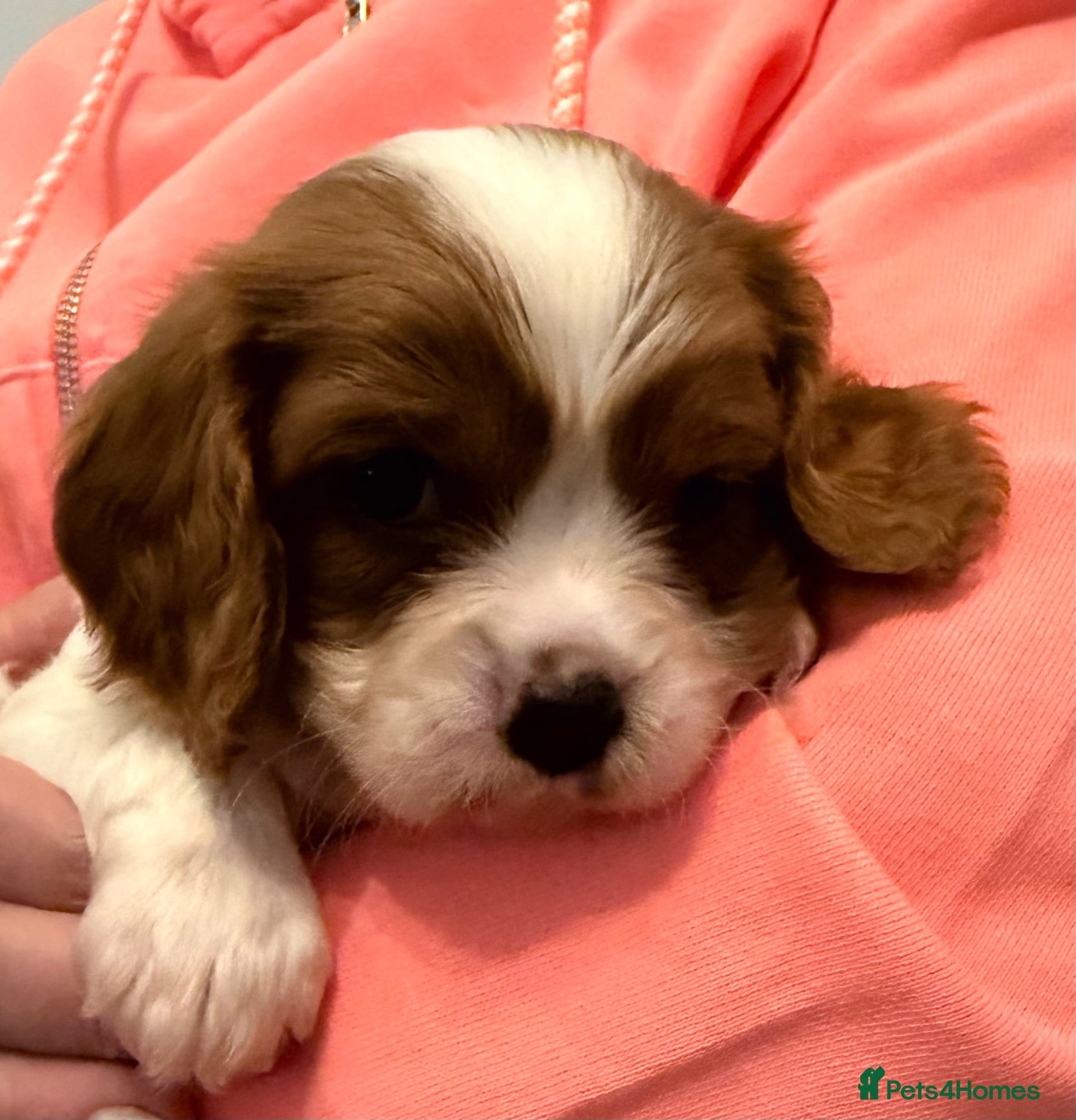 Cavalier King Charles Spaniel dogs Kc registered health clear King Charles cavaliers - Advert 4