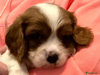 Cavalier King Charles Spaniel dogs Kc registered health clear King Charles cavaliers - Advert 4