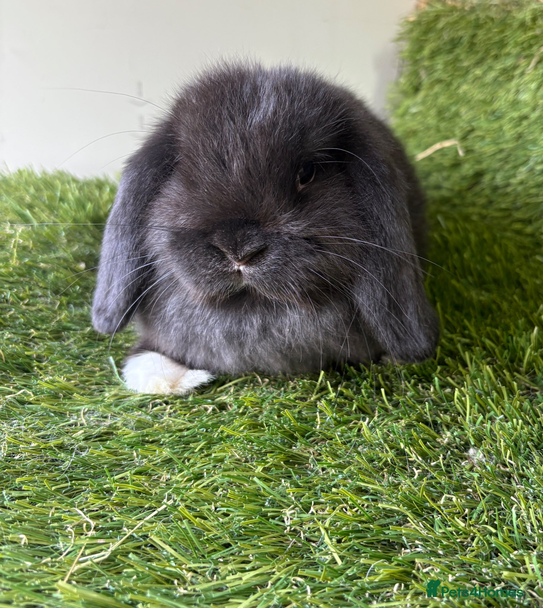 Mini Lop rabbits Stunning mini lop babies - Advert 2