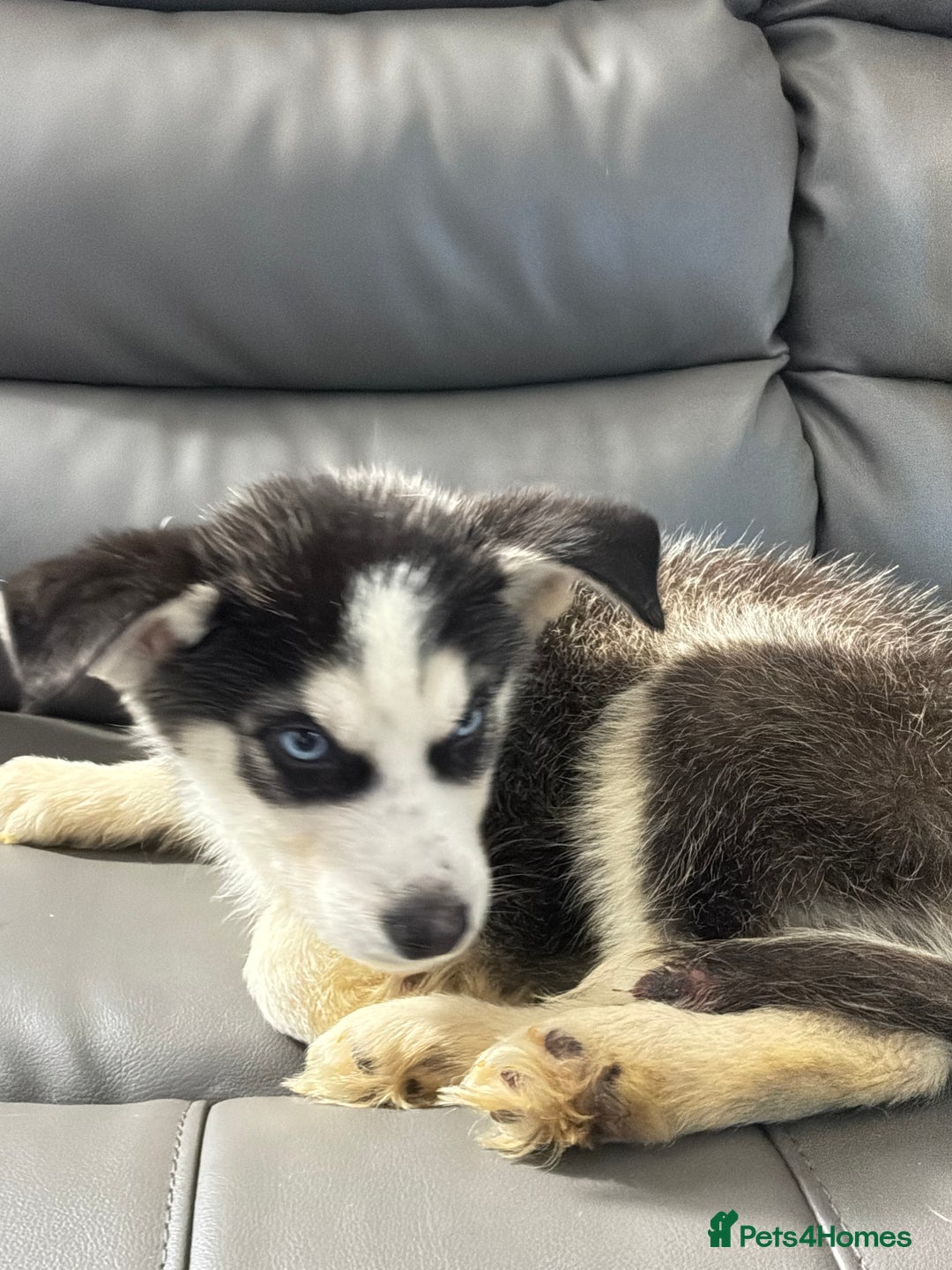 Siberian Husky dogs for sale: Pure Siberian claver huskies ready to go now 🐻‍❄️ - Advert 22