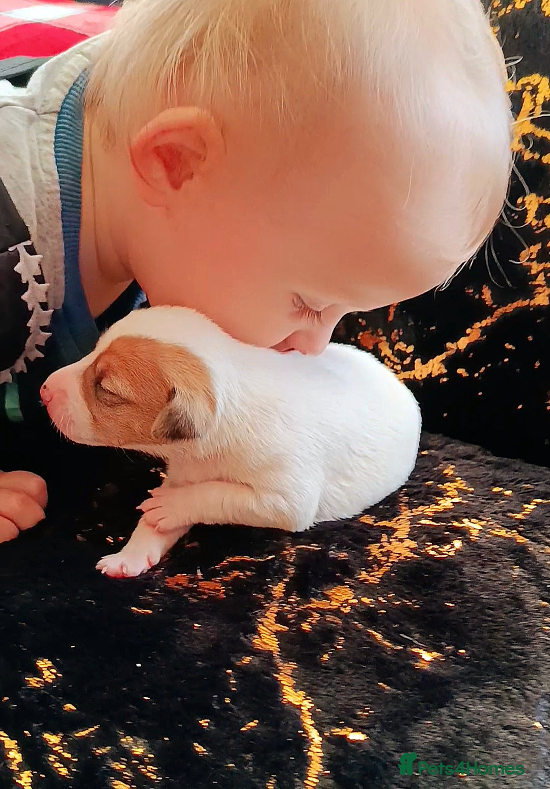 Jack Russell dogs for sale: 🤎🐶 Adorable Jack Russell Terrier Puppies✨ - Advert 4