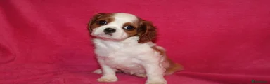 Cavalier King Charles Spaniel 3