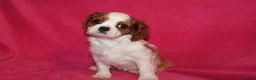 Cavalier King Charles Spaniel dogs for sale: Beautiful Cavalier Kong Charles Spaniel Puppies - Advert 2