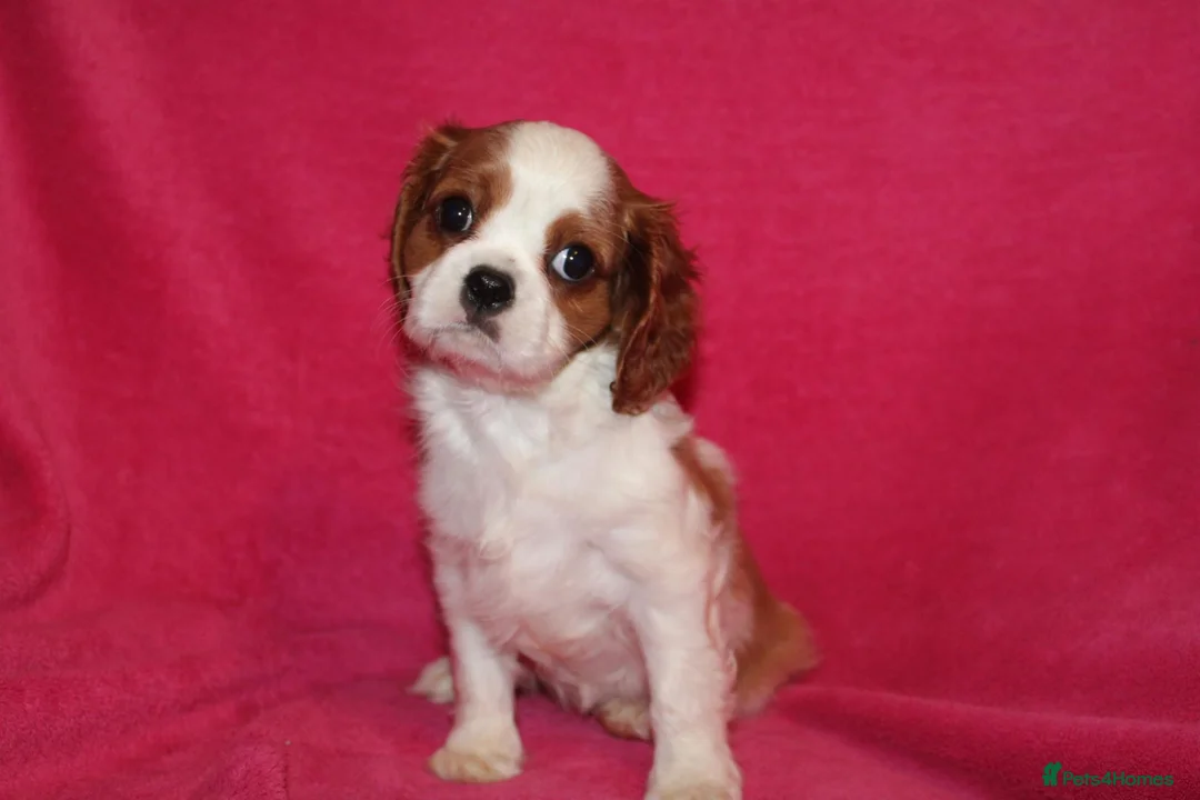 Cavalier King Charles Spaniel dogs for sale: Beautiful Cavalier Kong Charles Spaniel Puppies - Advert 2