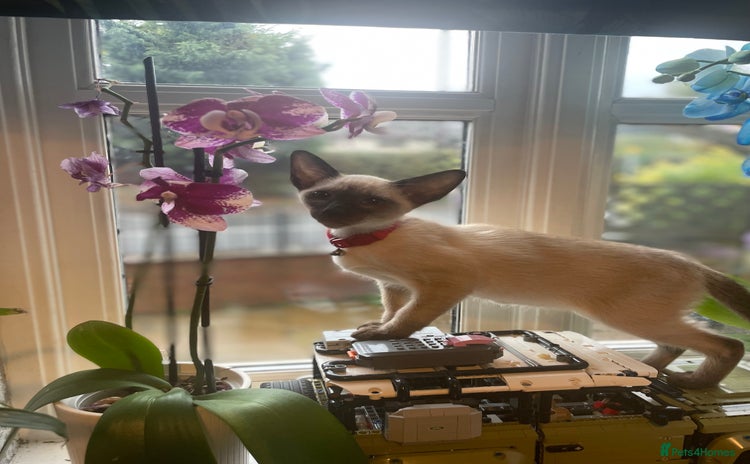 Siamese cats - Advert 1