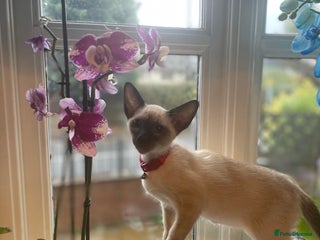 Siamese cats - Advert 1