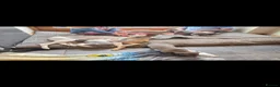 Whippet dogs for sale: KC Whippet Puppies - Advert 2