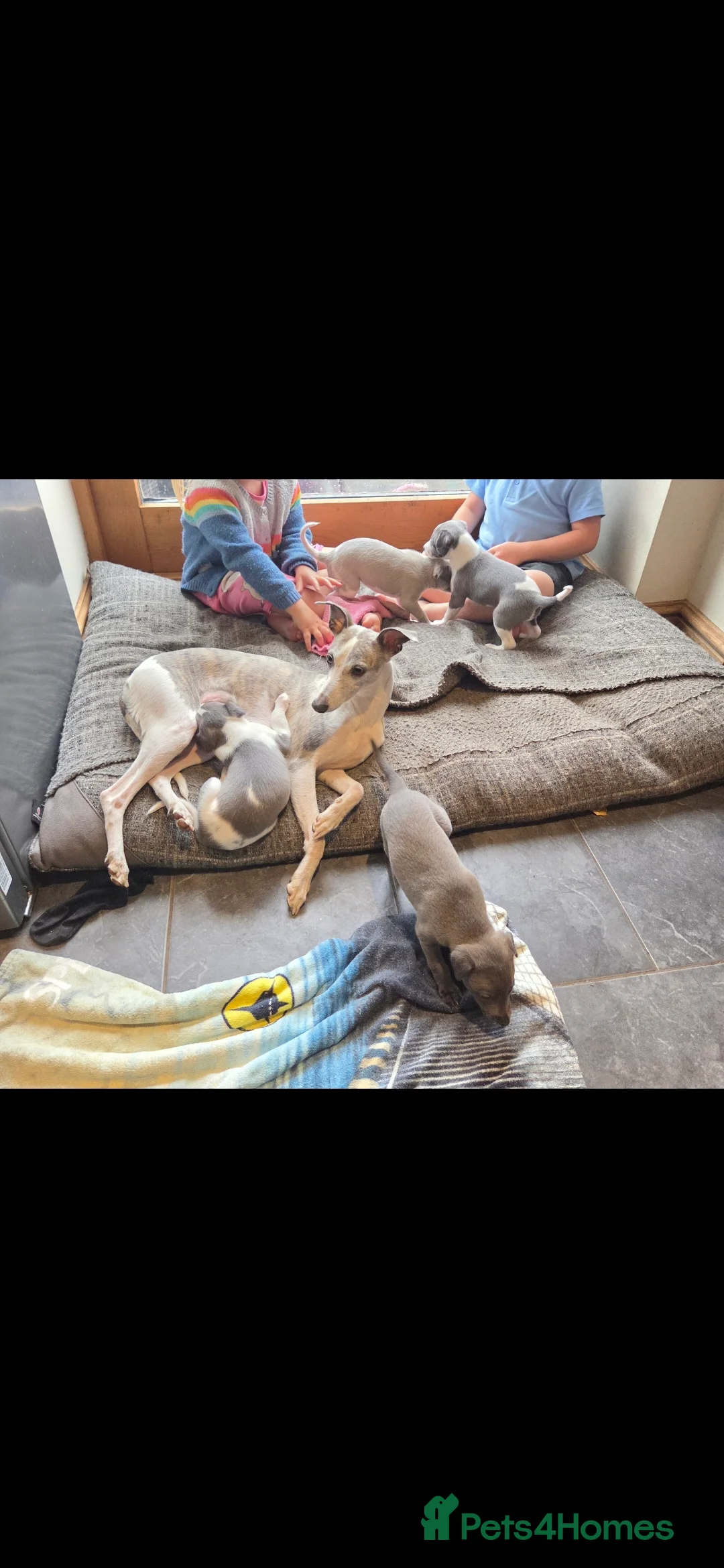 Whippet dogs for sale: KC Whippet Puppies - Advert 2
