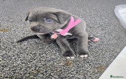 Mixed Breed dogs for sale: Staffy cross pups for sale  - Image 3