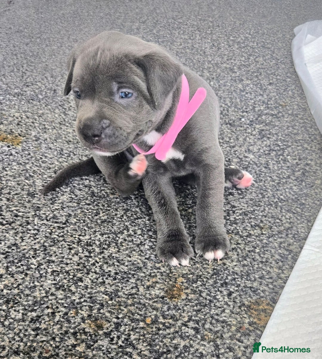 Mixed Breed dogs for sale: Staffy cross pups for sale  - Image 3