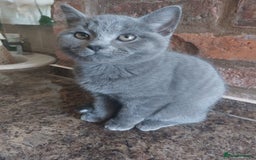 British Shorthair cats for sale: Stunning British Short ready for forever home - Advert 6
