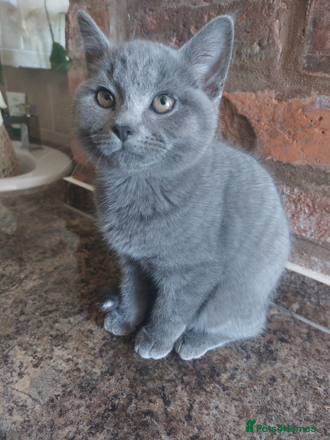 British Shorthair cats for sale: Stunning British Short ready for forever home - Advert 6