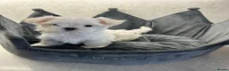 Maltese dogs for sale: KC Reg Korean Maltese Puppies - Advert 2