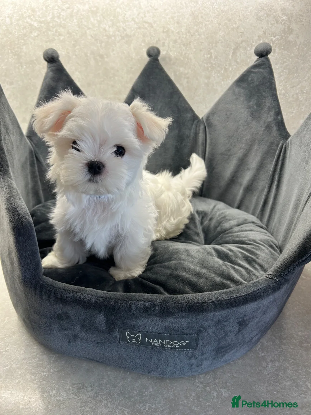 Maltese dogs for sale: KC Reg Korean Maltese Puppies - Advert 2