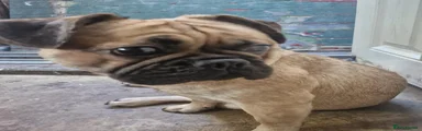 Frug 1