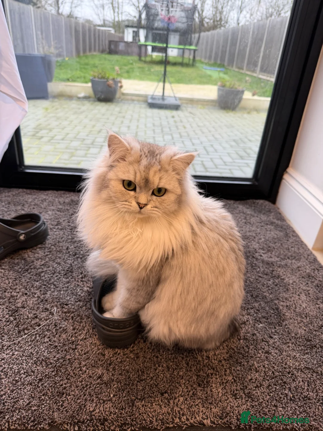 Persian cats for sale: Persian chinchilla kittens - Advert 1
