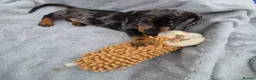 Miniature Dachshund dogs for sale: Gorgeous KC Registered, PRA Clear puppies  in Harlow - Advert 25