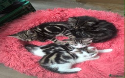 Abyssinian cats for sale: Beautiful kittens ar looking for new kind parents. - Image 11