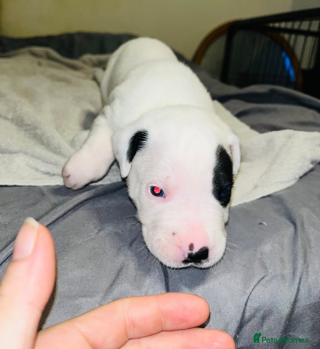 American Bull Staffy dogs for sale: Beautiful American bulldog x staff puppies   - Image 11