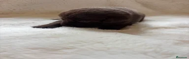Labrador Retriever Puppy 3