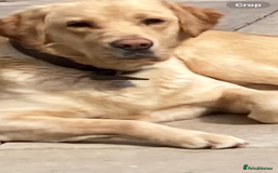 Labrador Retriever dogs for sale: LABRADOR PUPPIES - Image 18