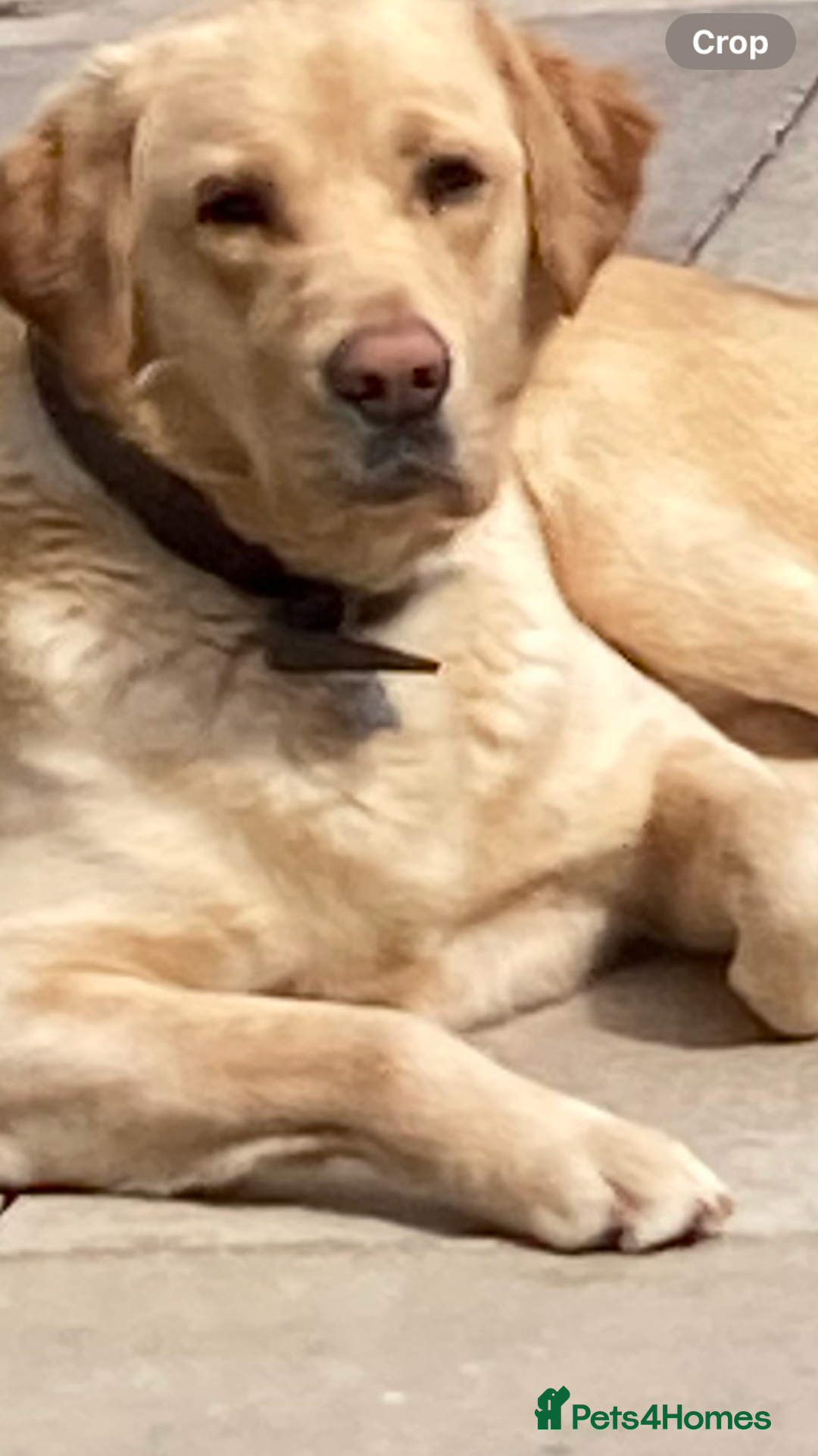 Labrador Retriever dogs for sale: LABRADOR PUPPIES - Image 18