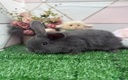 Mini Lop rabbits for sale: 🐰 Mini Lop X Baby Bunnies for Sale! 🐰 - Image 6