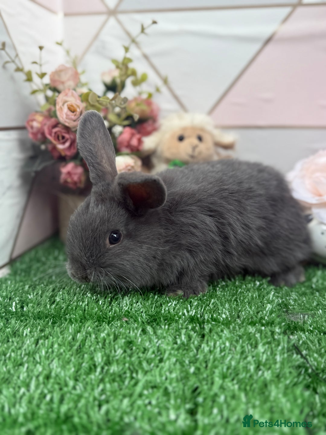 Mini Lop rabbits for sale: 🐰 Mini Lop X Baby Bunnies for Sale! 🐰 - Image 6
