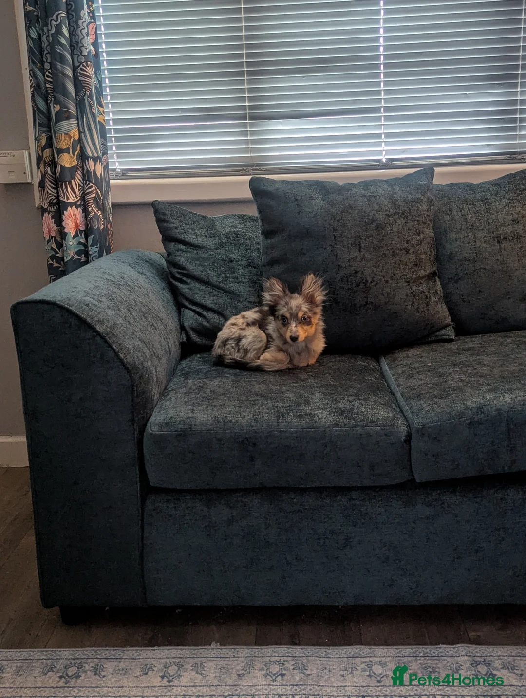 Pomchi dogs for sale: Pomchi looking for his forever home  - Advert 3