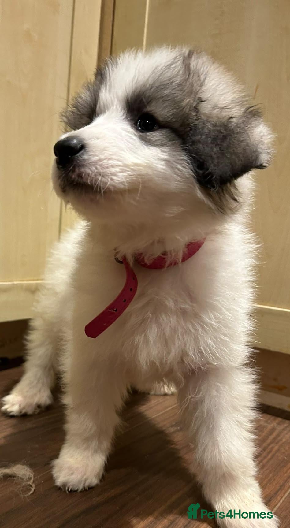 Pyrenean Mountain Dog dogs LAST GIRL READY FOR COLLECTION NOW KC REGISTERED  - Advert 3