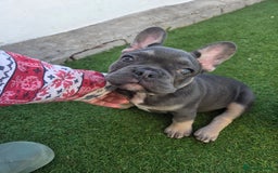 French Bulldog dogs for sale: 6 beautiful French bulldog puppys - Image 1