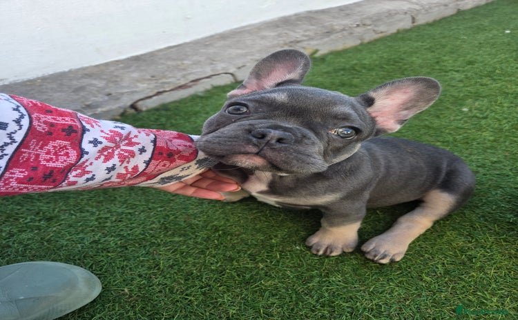 French Bulldog dogs - Advert 10