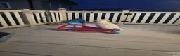 Cavapoo dogs for sale: Beautiful cavapoo boy - Advert 15