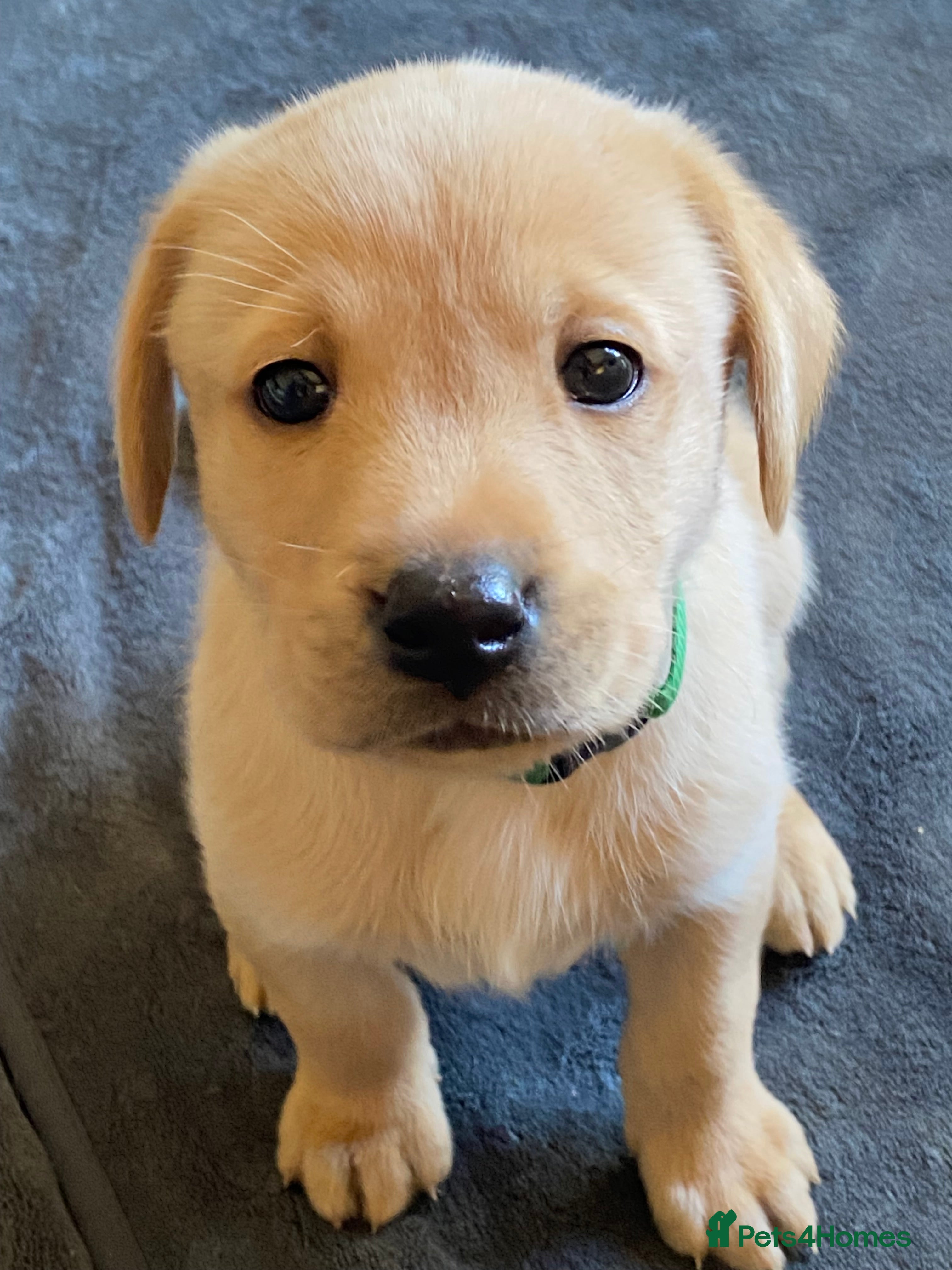 Labrador Retriever dogs STUNNING LABRADOR PUPPIES  - Advert 2