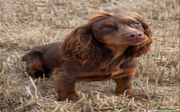Cocker Spaniel dogs for sale: Stunning KC Reg Working Cocker Spaniels Pups  - Image 10