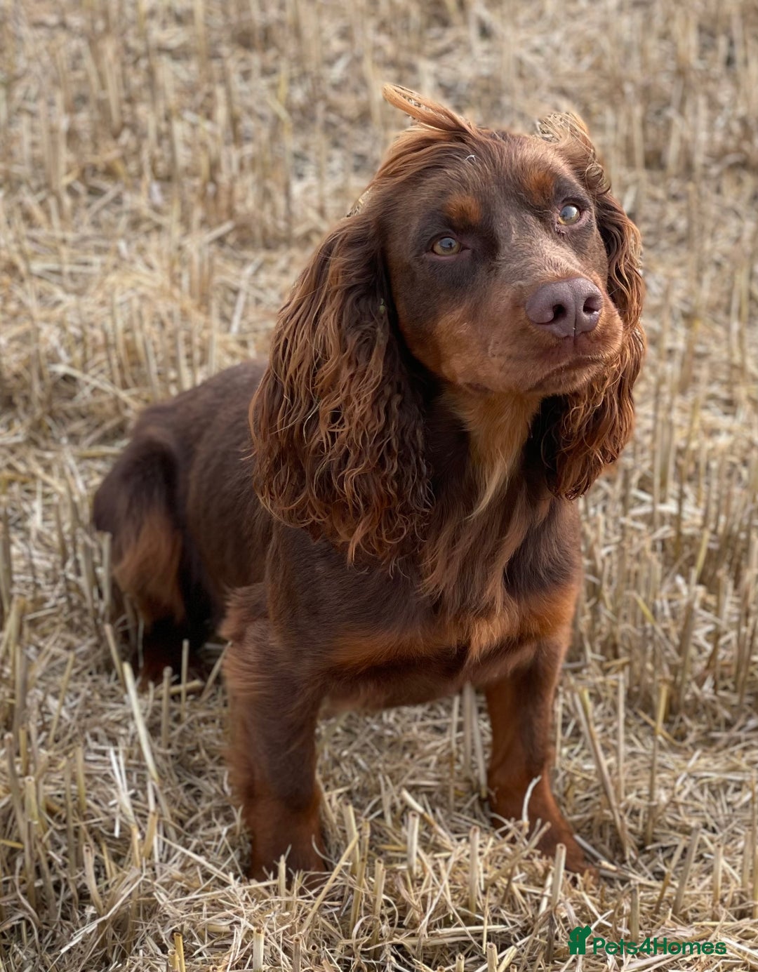 Cocker Spaniel dogs for sale: Stunning KC Reg Working Cocker Spaniels Pups  - Image 10