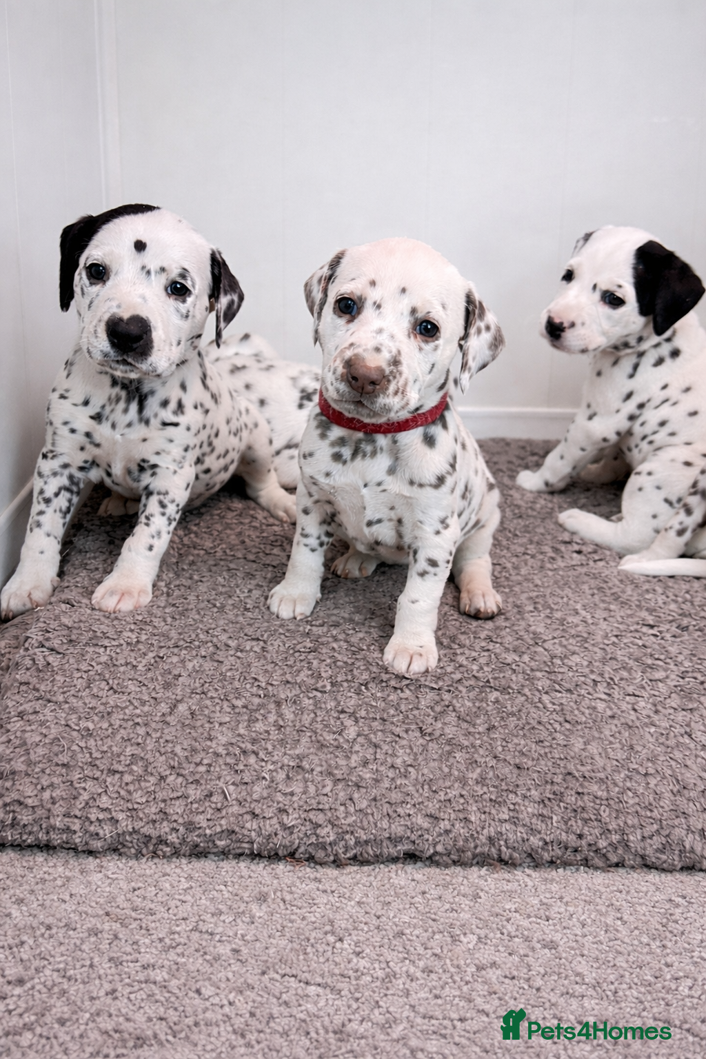 Dalmatian dogs KC Reg Dalmatian Puppies Black & Liver - Advert 18