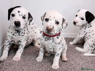 Dalmatian dogs KC Reg Dalmatian Puppies Black & Liver - Advert 15