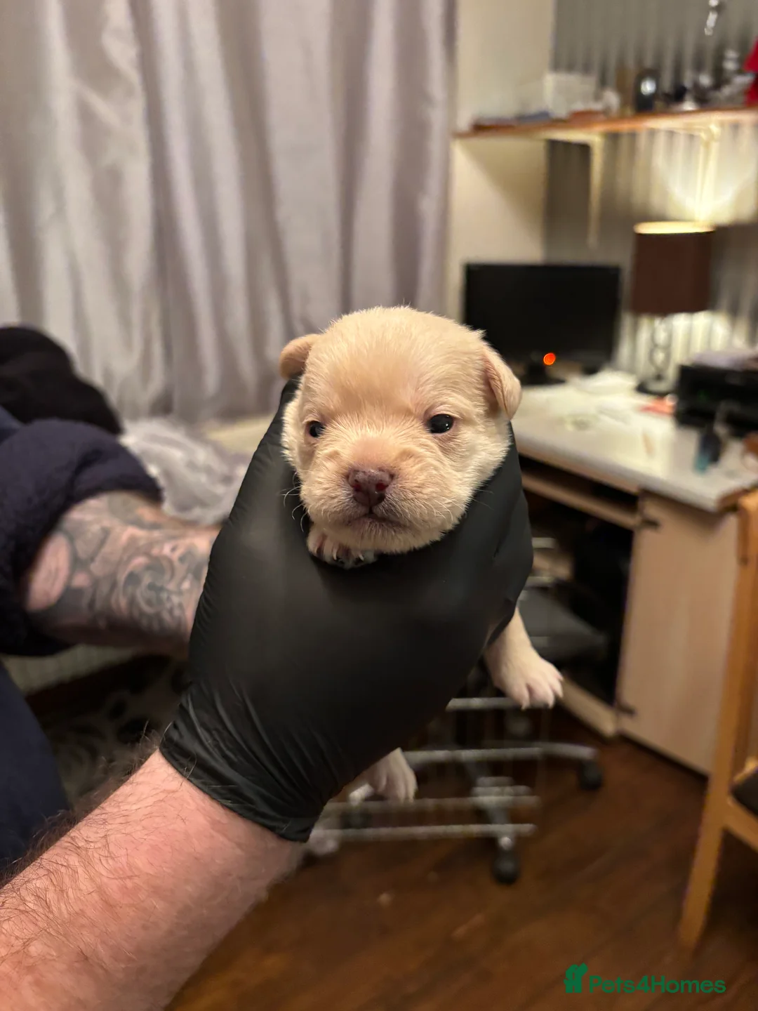 Mixed Breed dogs for sale: Floodles - Advert 21