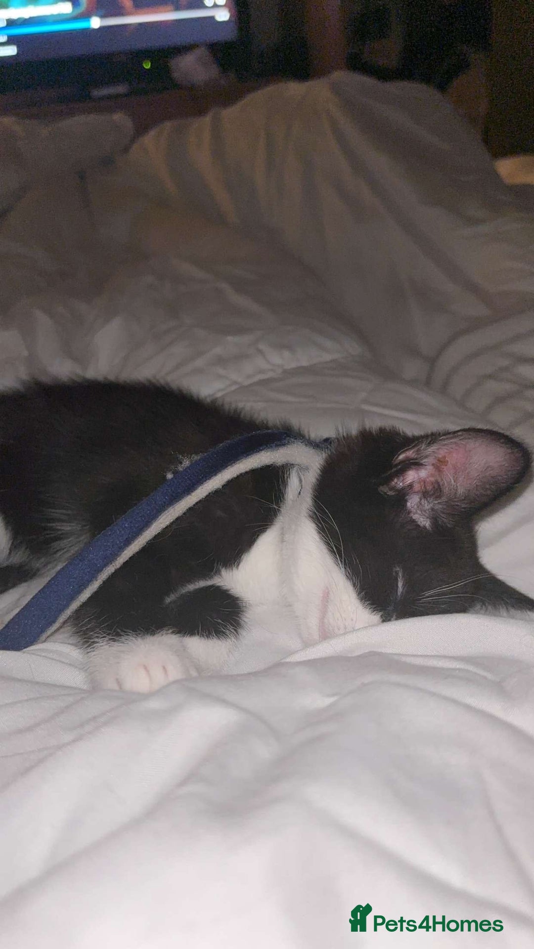 Mixed Breed cats for sale: Buddy - Advert 2