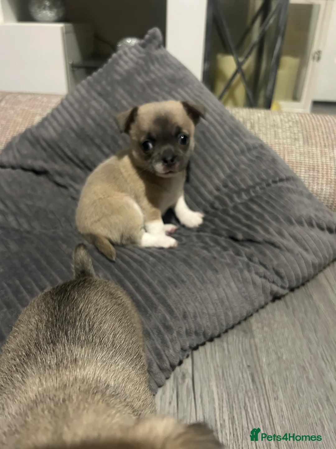 Chihuahua dogs for sale: Full pedigree Chihuahua puppies - Advert 7