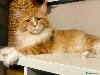 Maine Coon cats Main coon - Advert 12