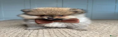 Pomeranian Puppy 2