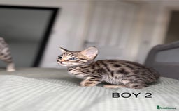 Savannah cats for sale: KIWANGA PEDIGREE F3 SAVANNAH KITTENS  - Image 35