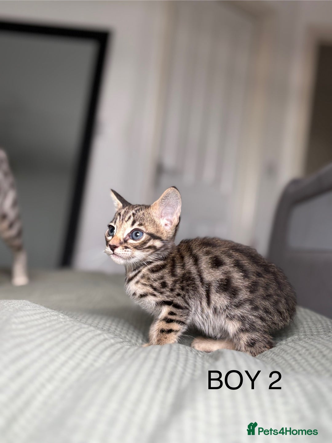 Savannah cats for sale: KIWANGA PEDIGREE F3 SAVANNAH KITTENS  - Image 35